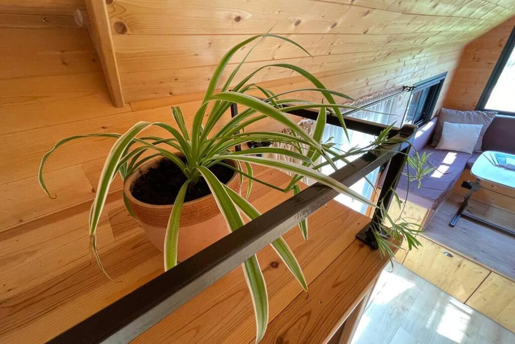 Myinsolite - Tiny-House, Jacuzzi, Brasero, Piscine Aigues-Mortes Ngoại thất bức ảnh